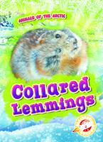Collared_lemmings